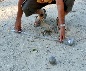 pétanque